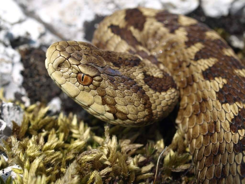 Самые опасные крымские змеи: что нужно знать туристу, - фото