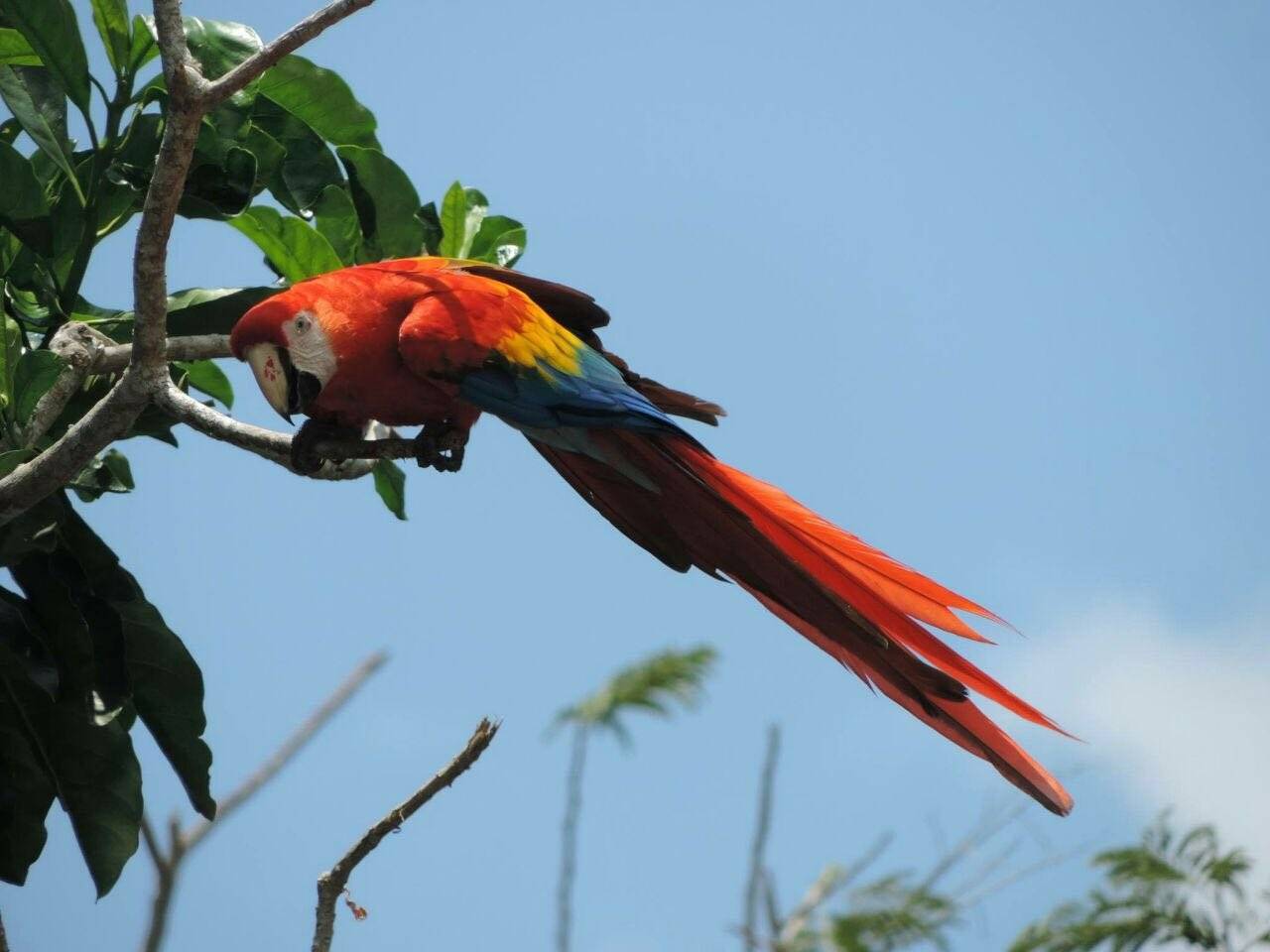 Красный попугай ара (ara macao): фото и содержание
