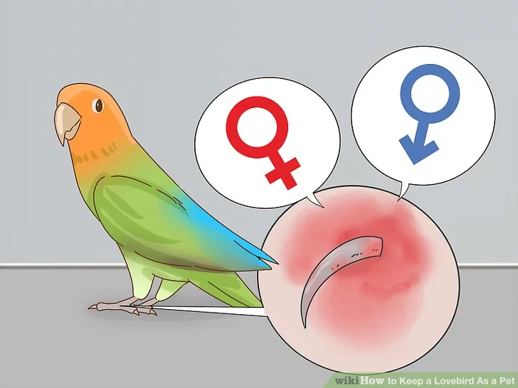 Попугаи неразлучники: как отличить мальчика от девочки