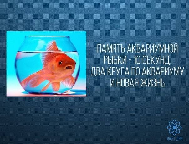 ✅ какая память у рыб? эксперементы и различия в видах. сколько секунд длится память у рыб: мифы о домашних рыбках - sundaria.su