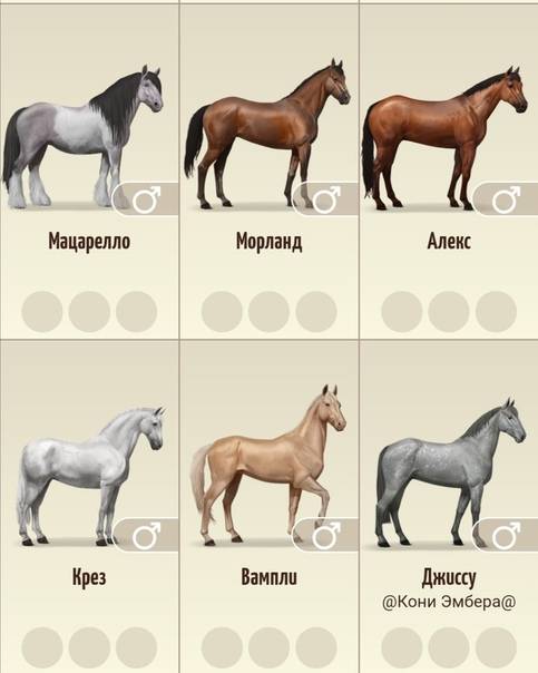 Клички лошадям: история имен, разные клички, фото