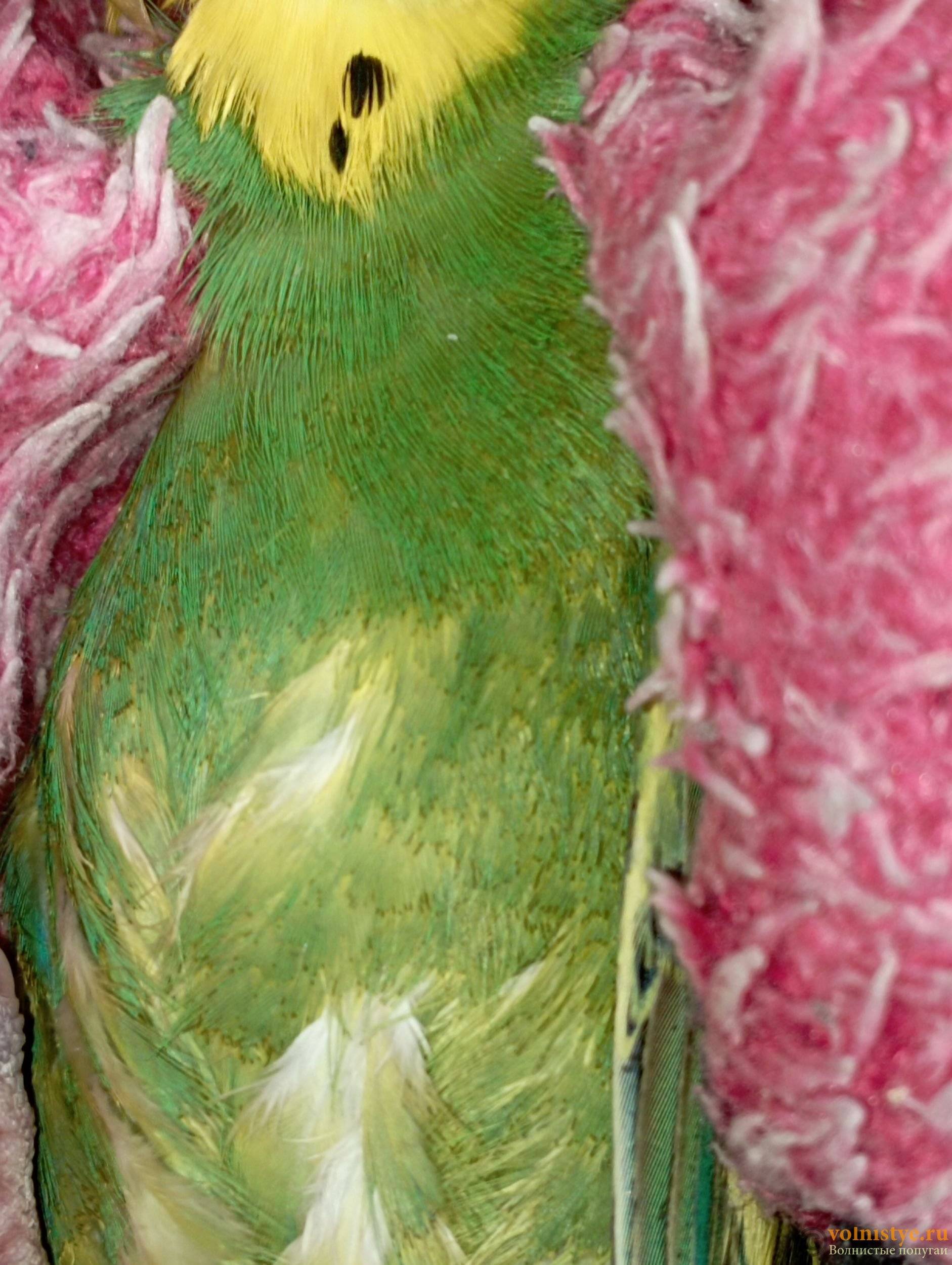 Волнистый попугай – говорливый тенор. описание и фото волнистых попугайчиков