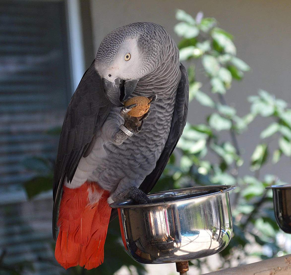 Домашние попугаи: виды, описание, фото с названиями