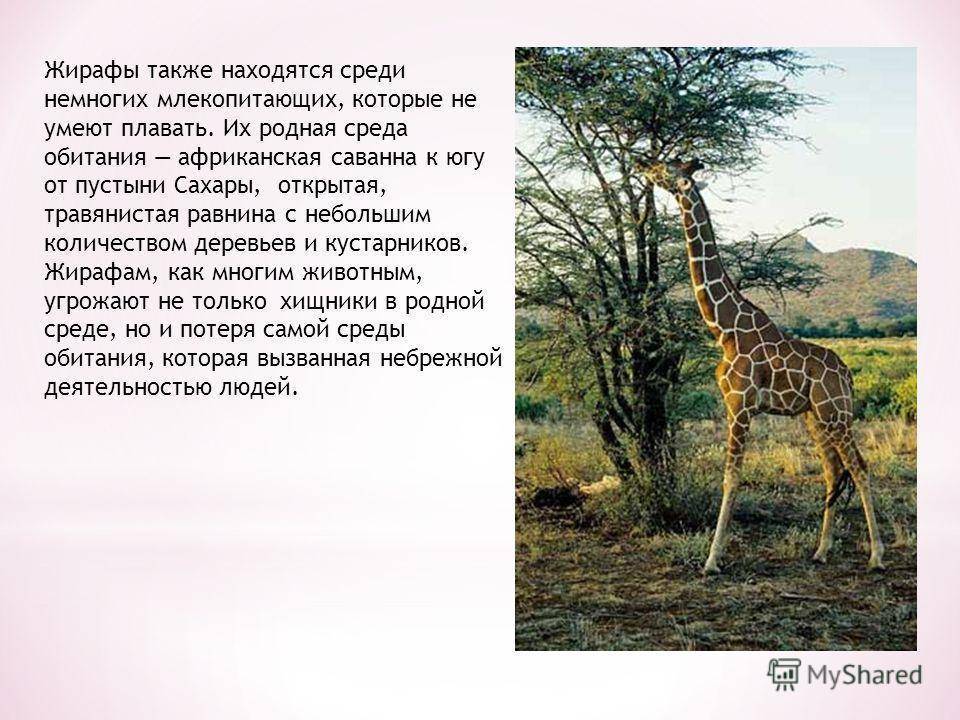 Все о жирафе: удивительные факты о животном