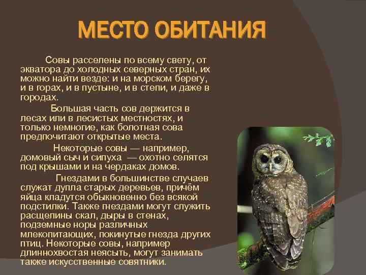 Род совообразных. чем отличается сова от филина и сыча? :: syl.ru