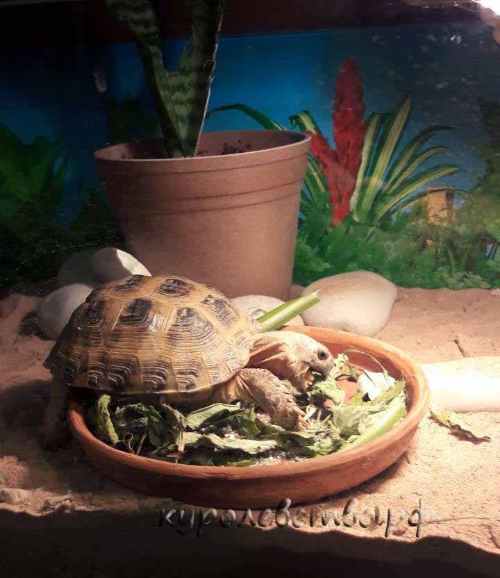 Чем кормить в домашних условиях сухопутную черепаху, как она пьет?