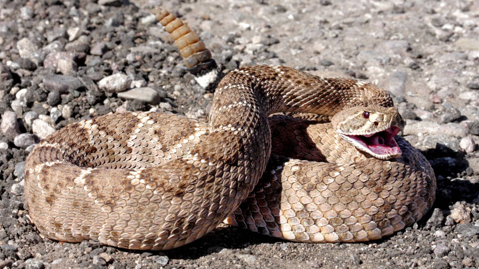 Гремучая змея – фото и видео, где обитает, описание, доклад и сообщение