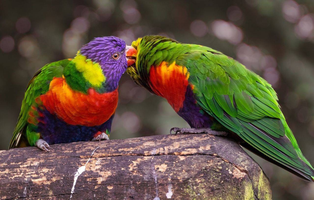 Топ-16 самых красивых птиц в мире: фото, названия, описание