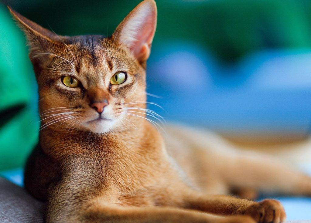 Абиссинская кошка: описание породы, характер и поведение  - mimer.ru