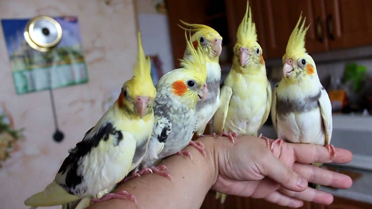 Сколько живут попугаи породы корелла в домашних условиях