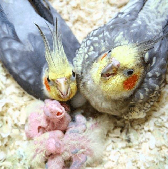 Птенцы волнистых попугаев: появление и уход, чем кормить