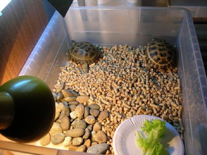 Чем в домашних условиях кормить сухопутную черепаху?