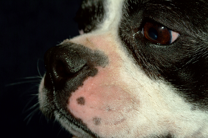 Зуд у собак, вызванный паразитами - виды, симптомы, лечение и профилактика
зуд у собак, вызванный паразитами - виды, симптомы, лечение и профилактика