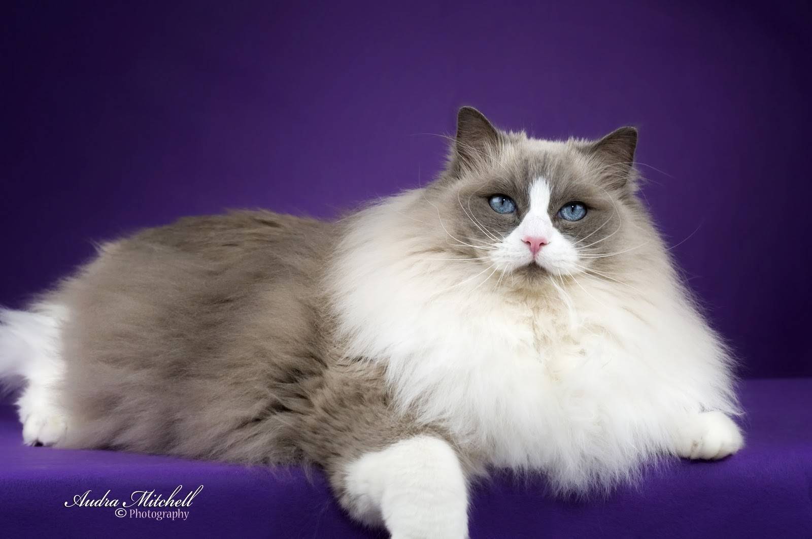 Рэгдолл: 125 фото кошек, описание породы, стандарты и характеристики породистой кошки