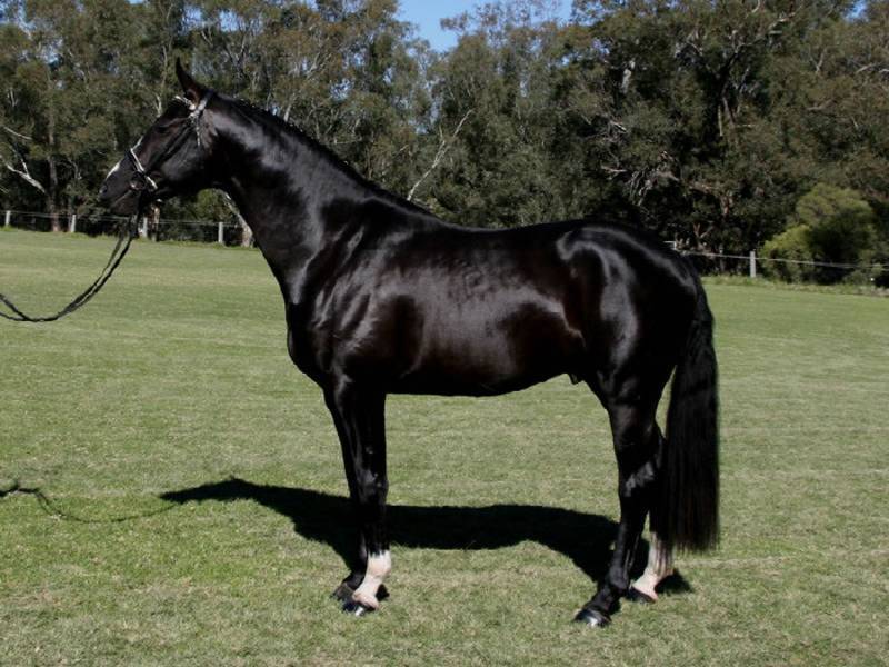 20 самых редких и красивых лошадей в мире