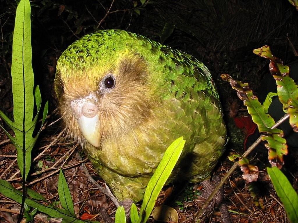 Какапо — особенности вида, характер попугая, и его содержание