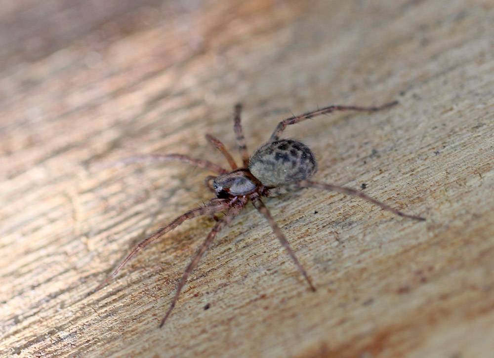 Домовый паук (тегенария домовая): фото, виды, кусается или нет, чем питается и как избавиться
