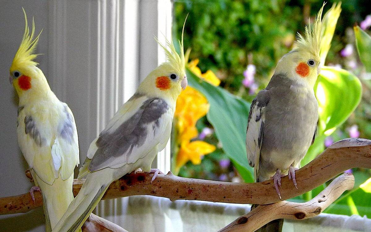 Как уживаются вместе корелла и другие попугаи | кореллы | ptichka.net - домашние питомцы