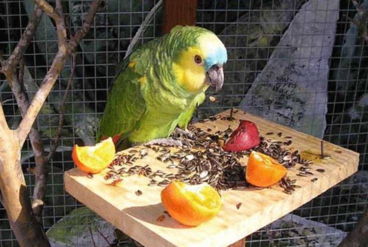 Можно ли попугаям мандарины, едят ли волнистые попугаи