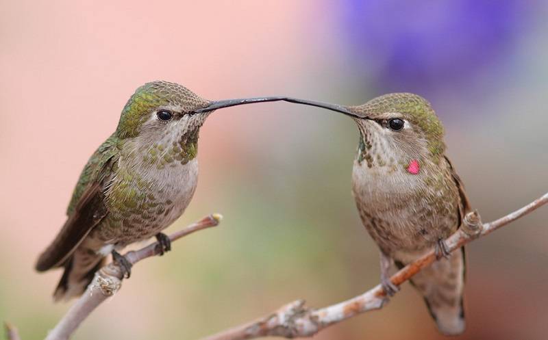 Колибри: описание, среда обитания,что едят, сколько живут