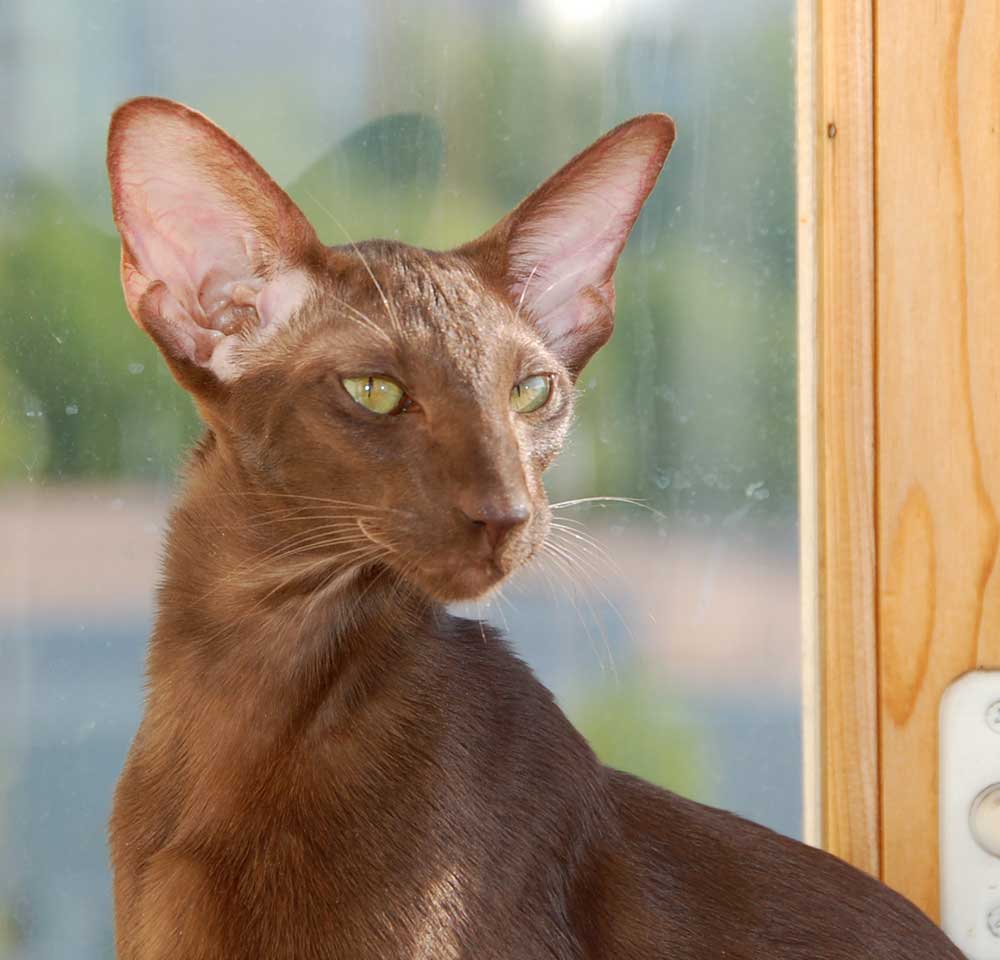 Ориентальная кошка - история возникновения вида, как правильно ухаживать за ушами, шерстью и глазами