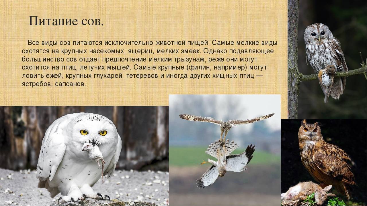 Серая неясыть | птицы северо-запада россии