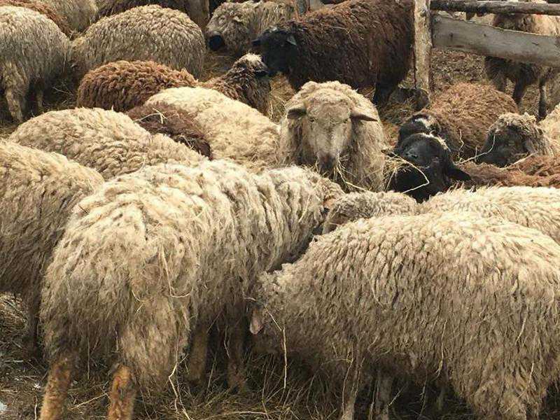 Сколько стоит овца