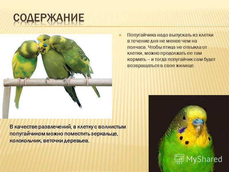 Говорящие попугаи: какие породы и виды лучше всего разговаривают в домашних условиях, фото говорунов