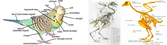 Строение волнистого попугая: фото, анатомия попугая