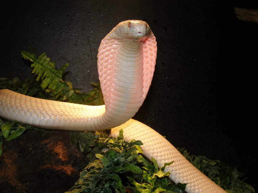 Кобра – фото, описание, виды, где обитает, чем питается, яд змеи