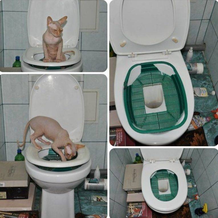 Как заново приучить кошку пользоваться лотком для туалета