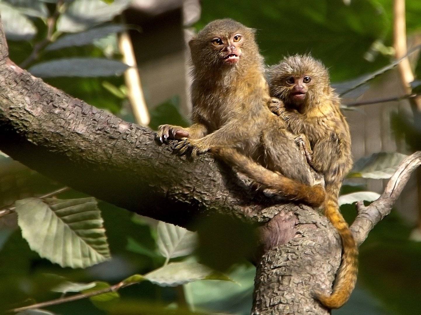Фото мармозетки и уникальные особенности маленькой обезьянки