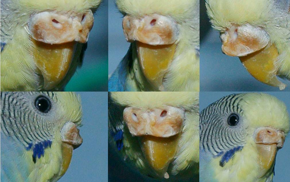 Болезни попугаев их лечение. волнистые попугайчики