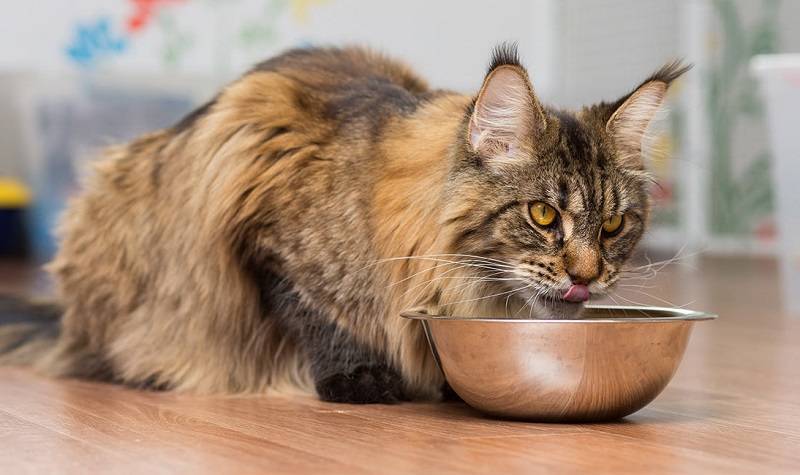Как и чем кормить котенка мейн-куна: меню по возрастам
