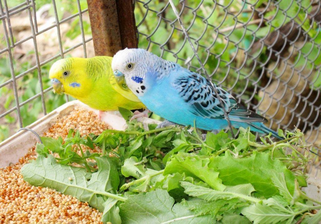 Как ухаживать за волнистым попугаем в домашних условиях