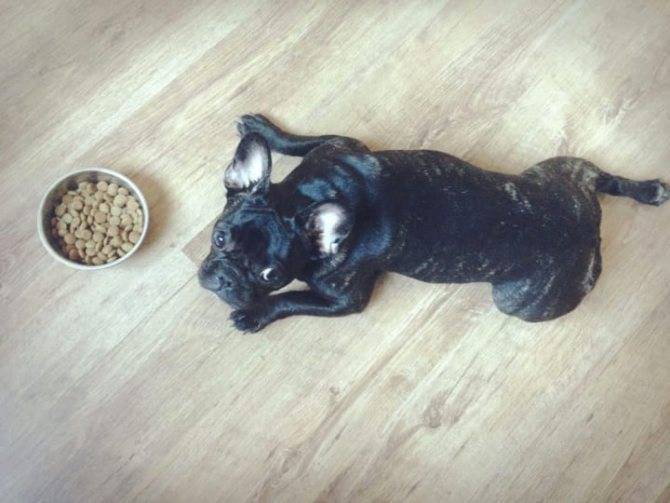 Рацион питания щенка французского бульдога без диет