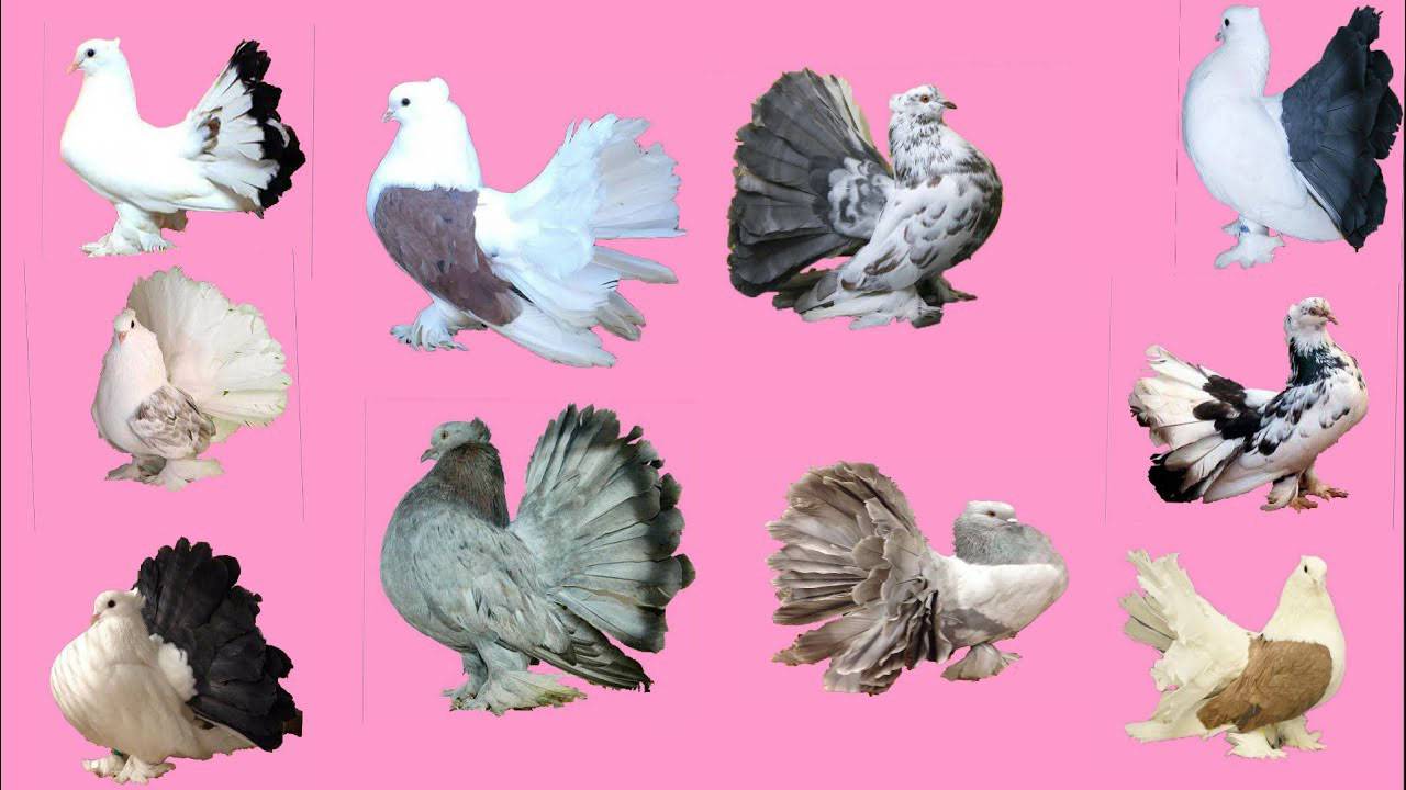Мясные голуби: породы, разведение, содержание и уход