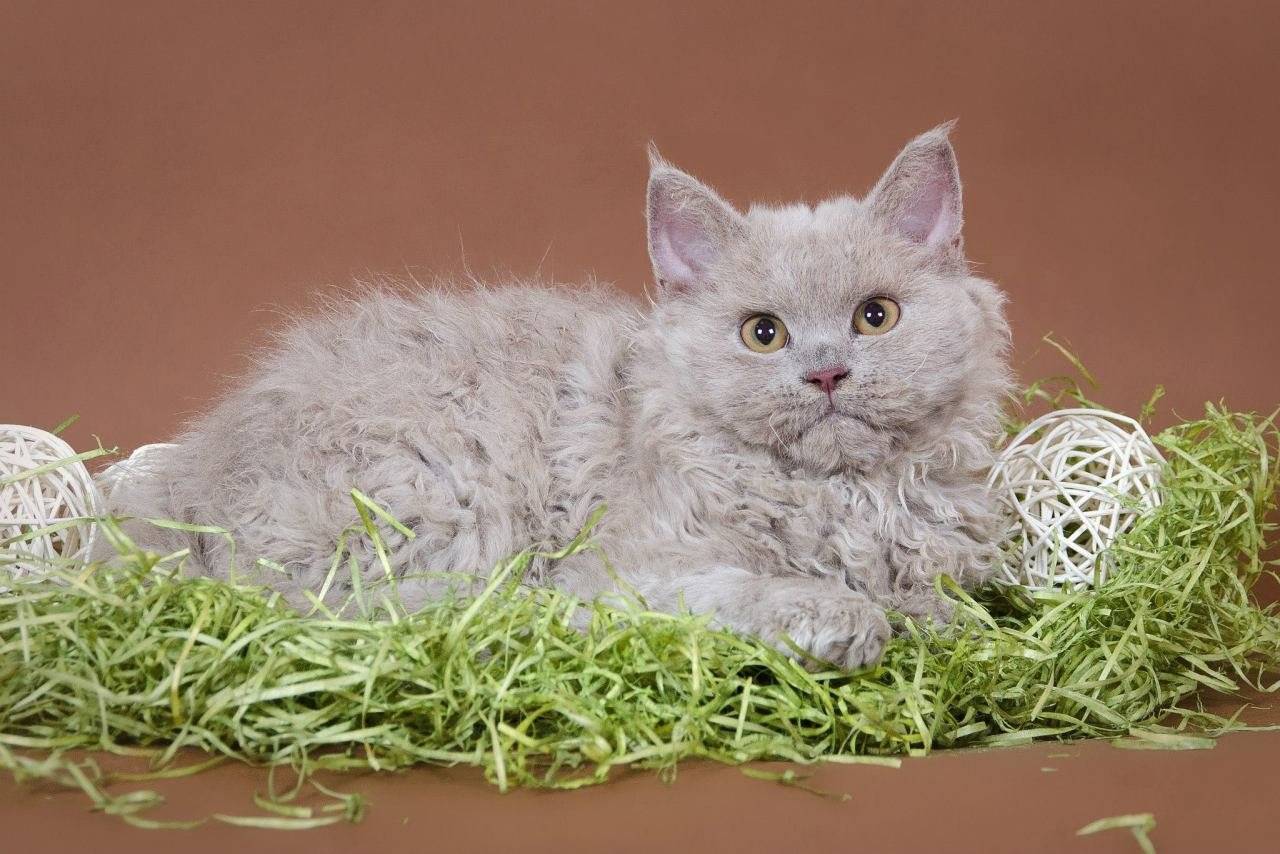Кудрявые кошки: как называются породы животных с кучерявой, волнистой шерстью, короткой и длинной?