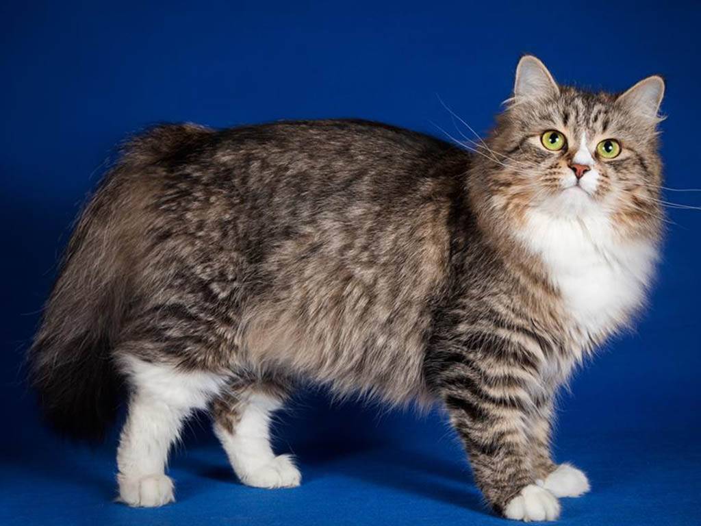Сибирская кошка: описание породы с фото, питомники