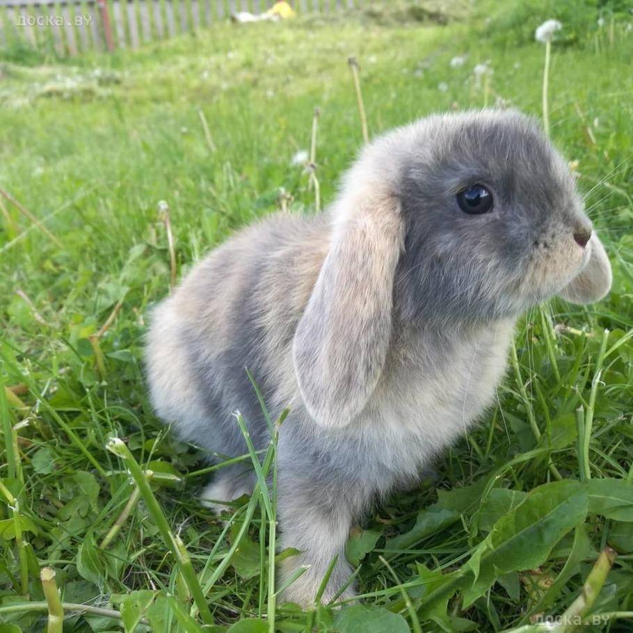 Карликовый кролик: виды, размеры, интересные факты, красивые фото, особенности выбора и содержания в домашних условиях