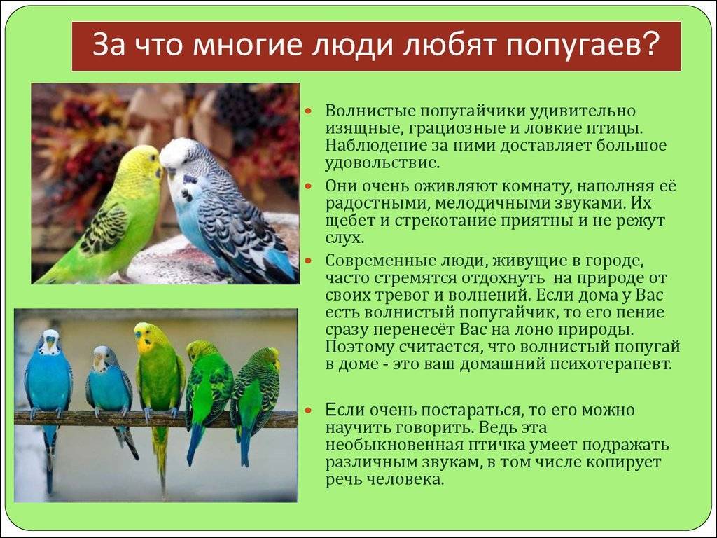 История селекции волнистых попугаев