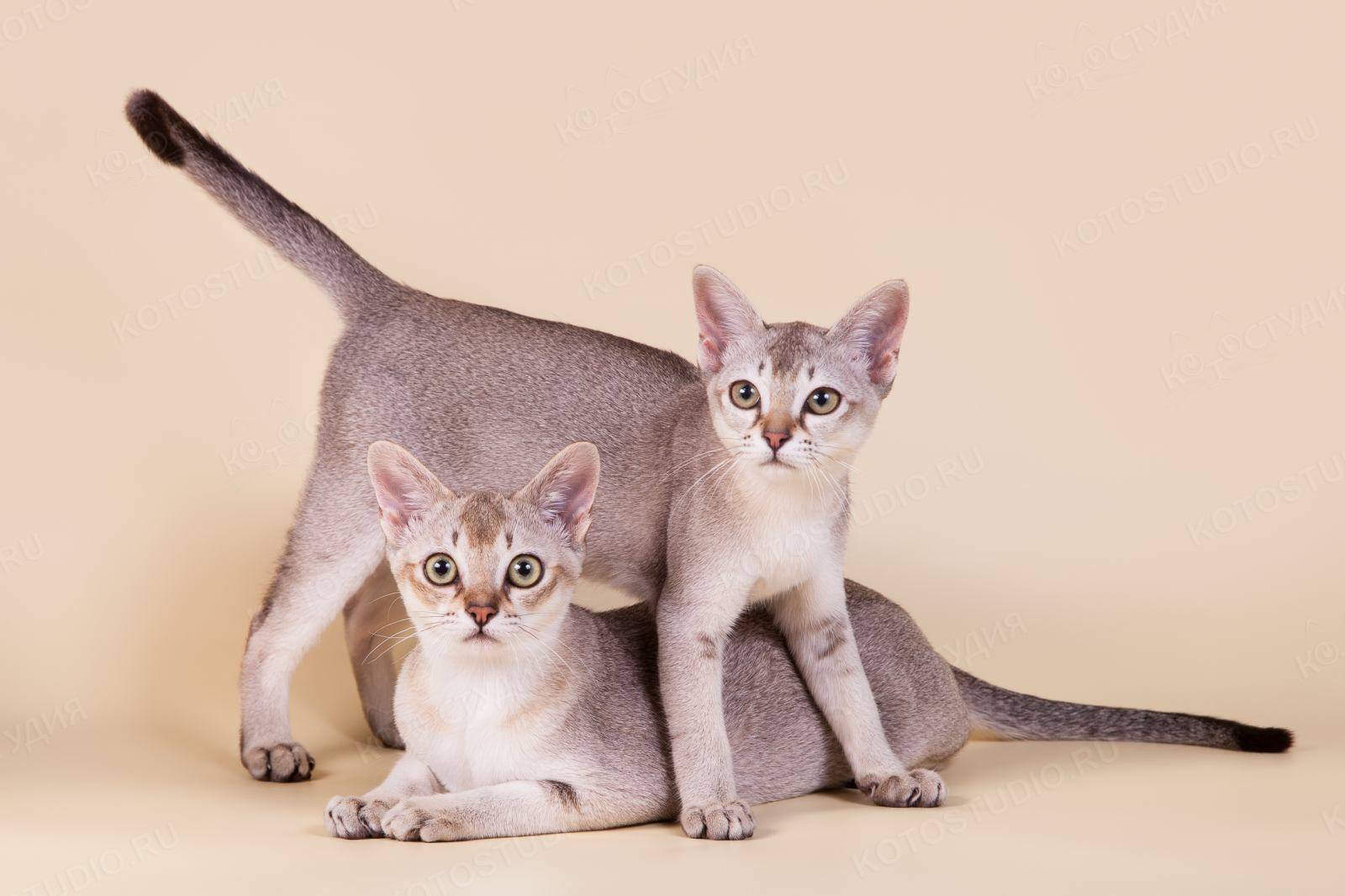 Сингапурские кошки: описание породы, характер, здоровье