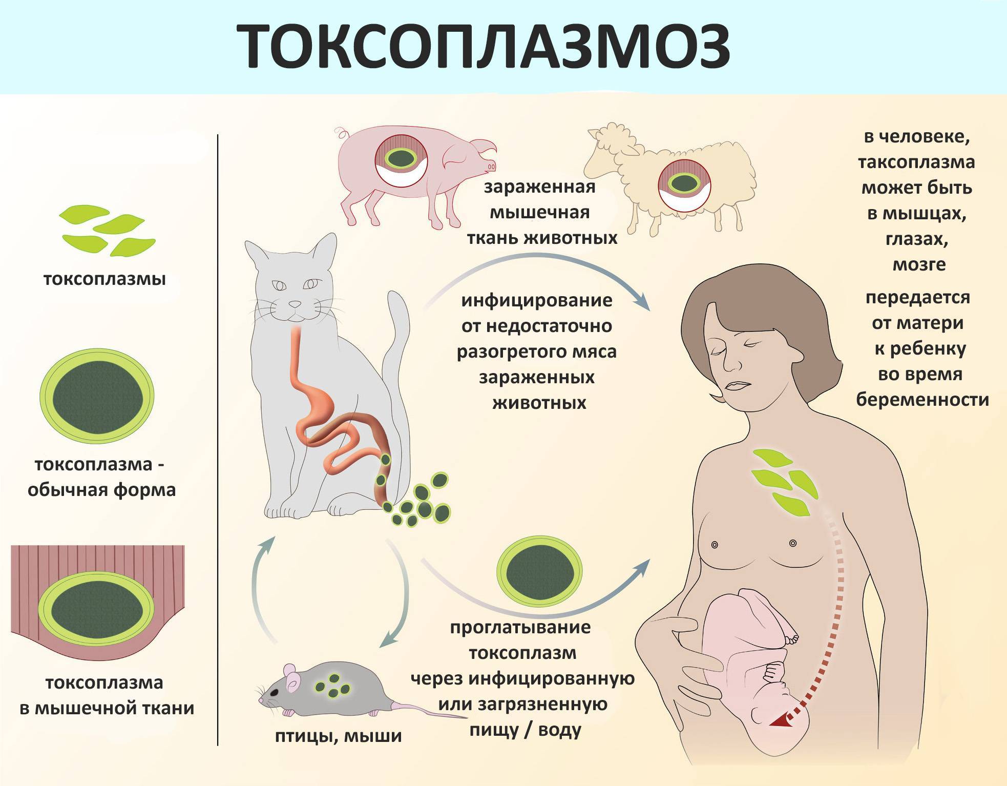 Токсоплазмоз у детей - симптомы болезни, профилактика и лечение токсоплазмоза у детей, причины заболевания и его диагностика на eurolab