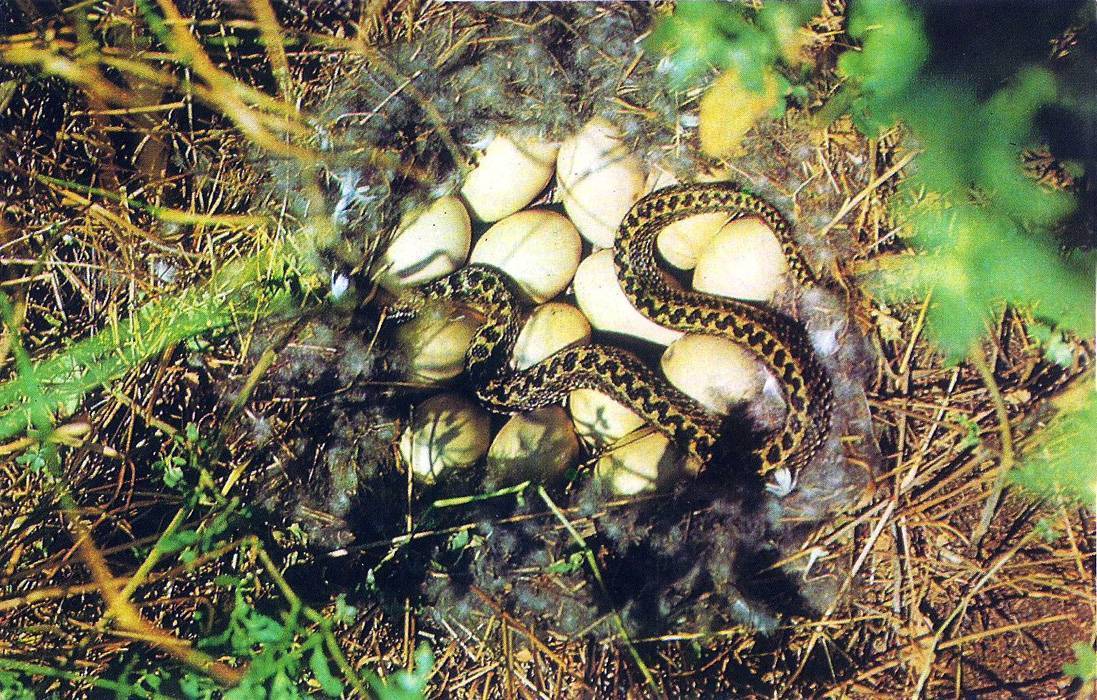 Гадюка обыкновенная – фото, описание змеи, яд и укус, опасность