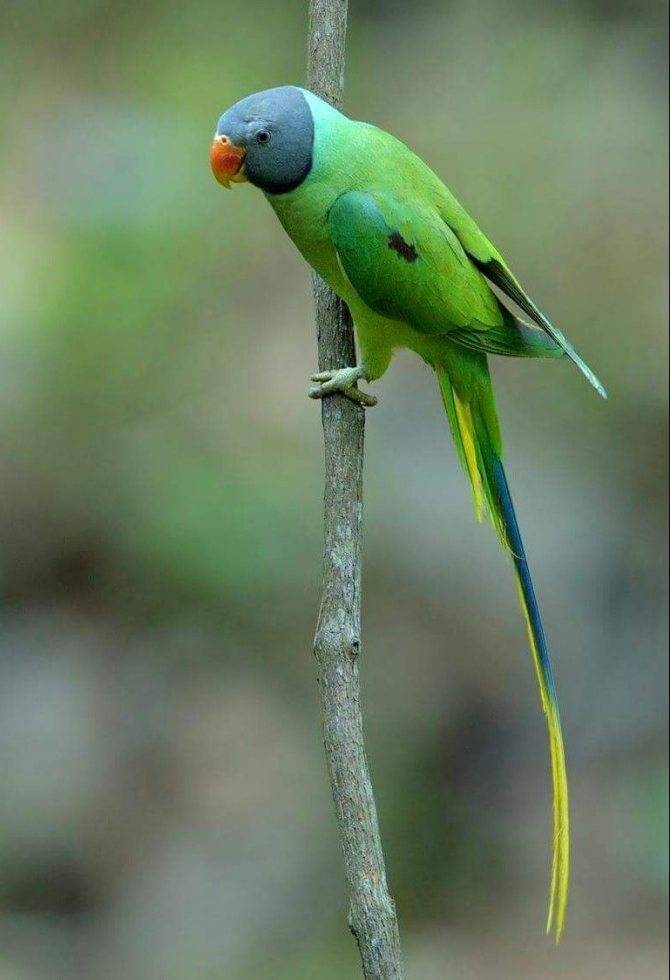 Китайский кольчатый (ожереловый) попугай: уход и содержание, кормление, характер и темперамент