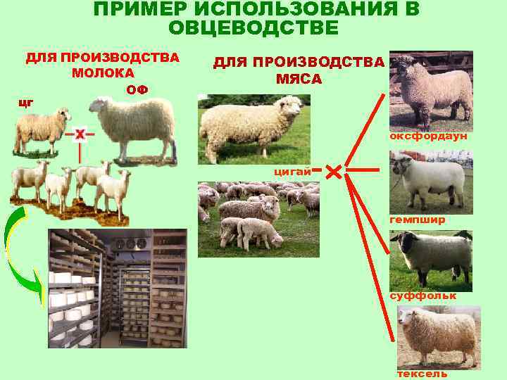 Разведение овец: 7 преимуществ бизнеса