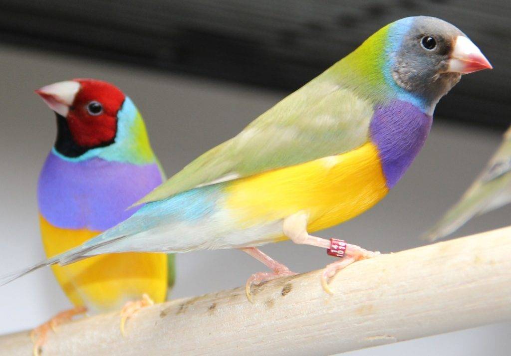 Яркие птички амадины: уход, содержание и разведение в домашних условиях
