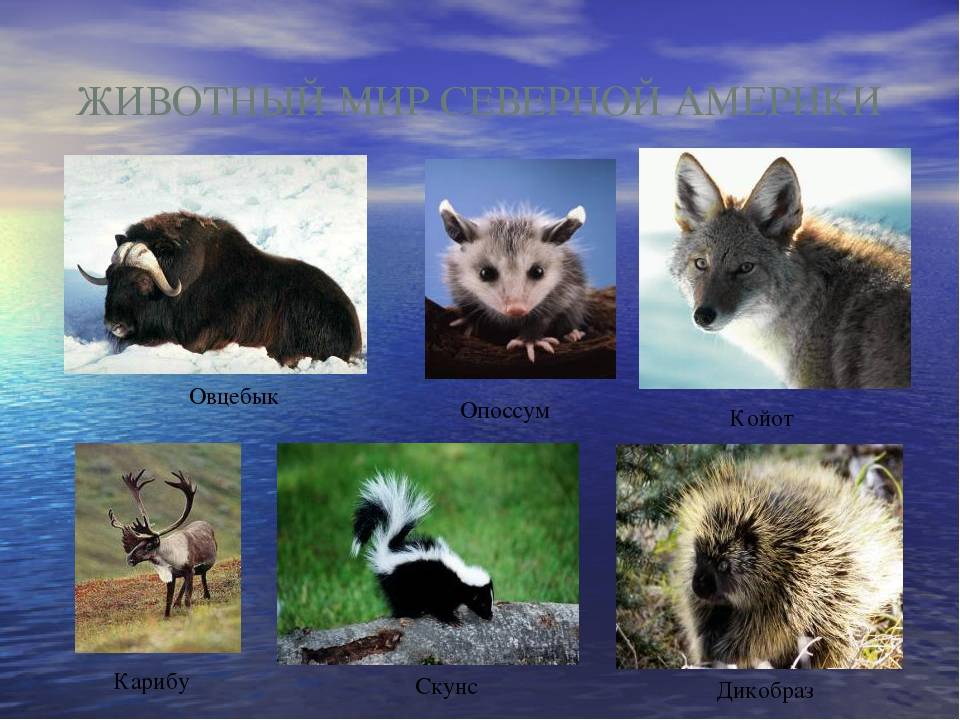 Животные канады: дикая фауна и национальные символы страны