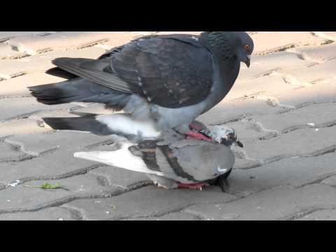 Спаривание голубей: способность размножаться, паровка птиц, выведение птенцов из яиц и уход за потомством