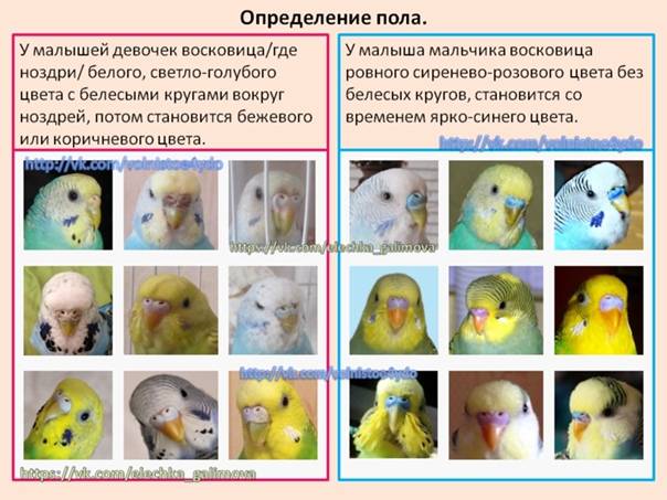 Домашние птицы. как отличить волнистого попугая-мальчика от девочки?